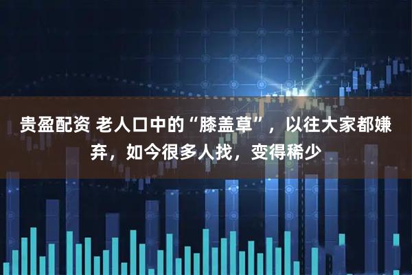 贵盈配资 老人口中的“膝盖草”，以往大家都嫌弃，如今很多人找，变得稀少